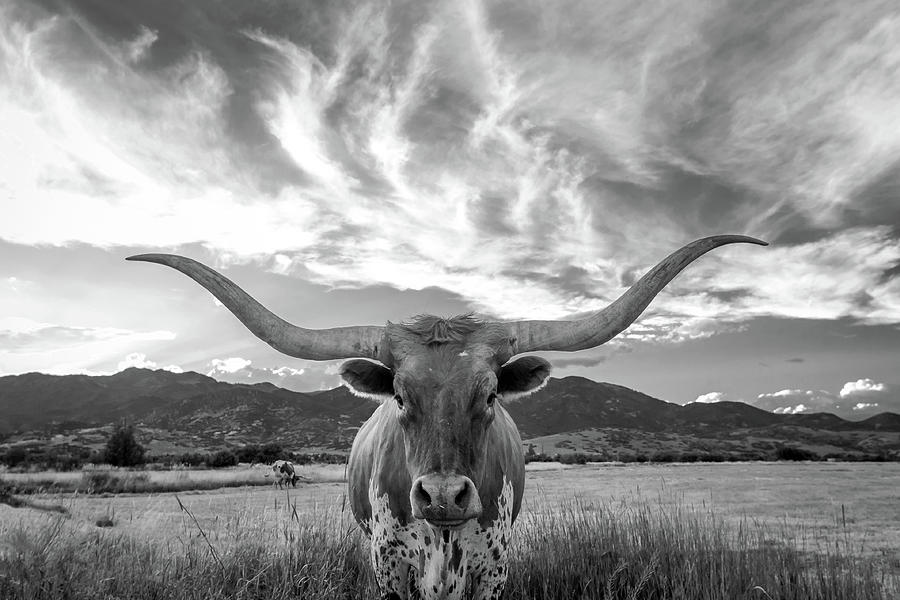 Cow Photograph - Heber Valley Longhorn by Johnny Adolphson