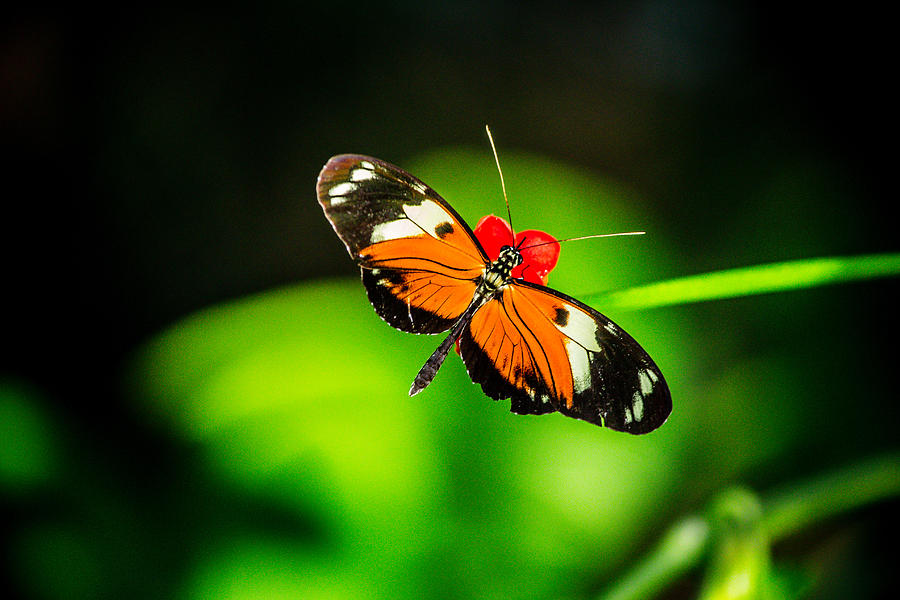 Hecale Longwing Photograph by Anthony Evans - Pixels