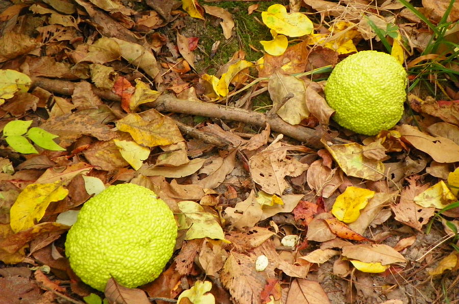 Hedge Apples Photograph by Christopher Burns Pixels