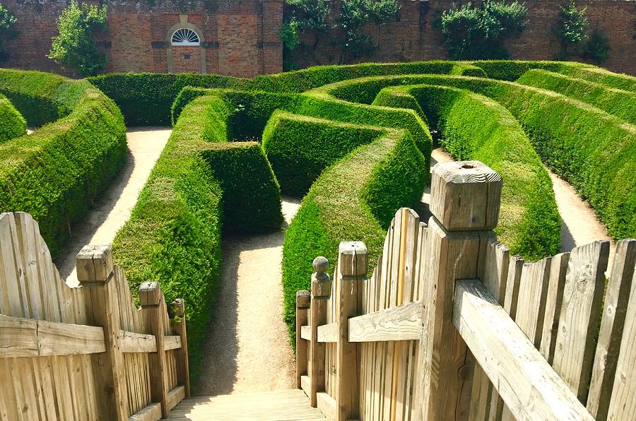 Hedge Maze Photograph