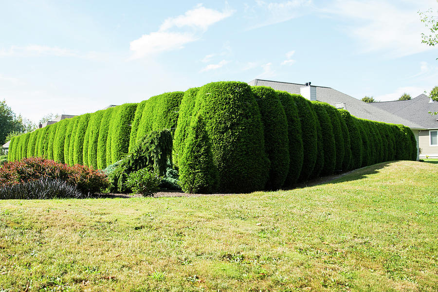 Hedge Perspective Photograph by Tom Cochran