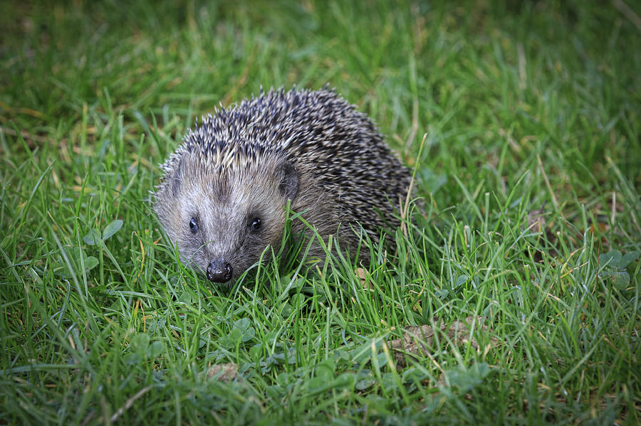 Hedgehog - 2 Photograph