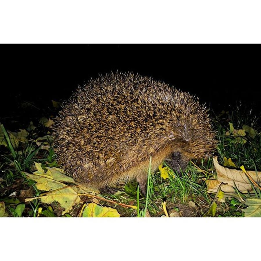 Wildlife Photograph - #hedgehog #animals #outdoor #wildlife by Daniel Precht Photography
