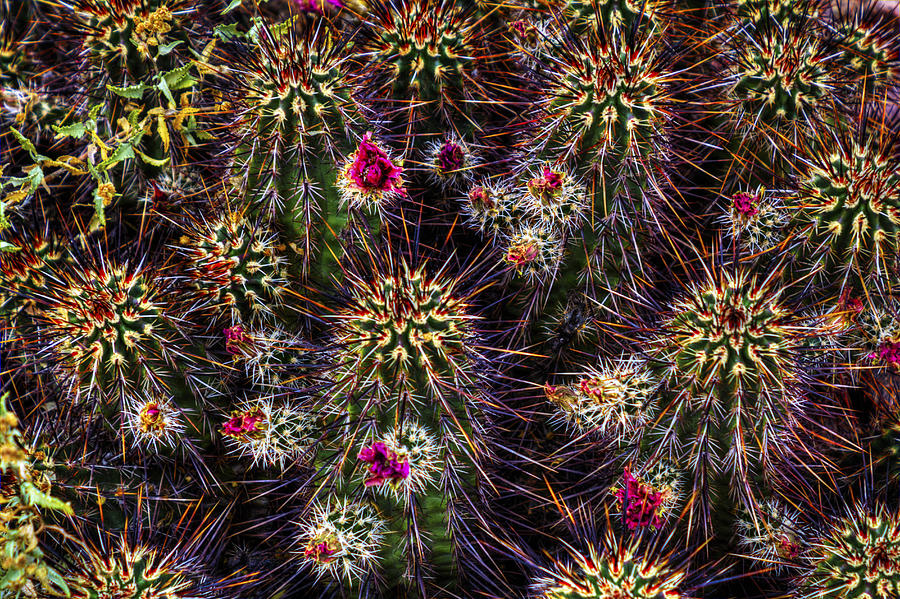 Hedgehog Cactus in Bloom Photograph by Roger Passman