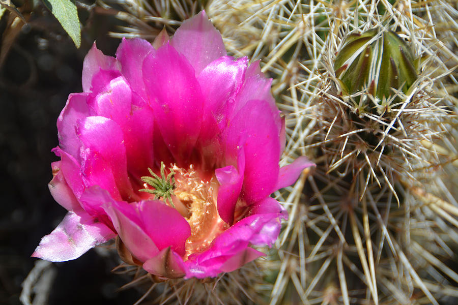 Hedgehog Cactus Blossom McDowell Mountains Regional Park March 20 2015 Photograph by Brian Lockett