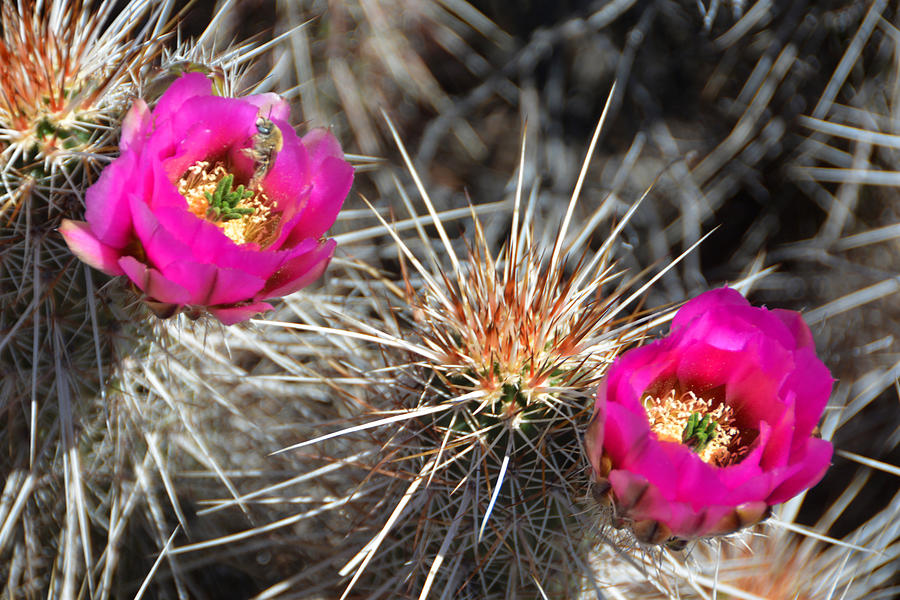 Hedgehog Cactus Blossoms with Bee McDowell Mountains Regional Park March 20 2015 Photograph by Brian Lockett