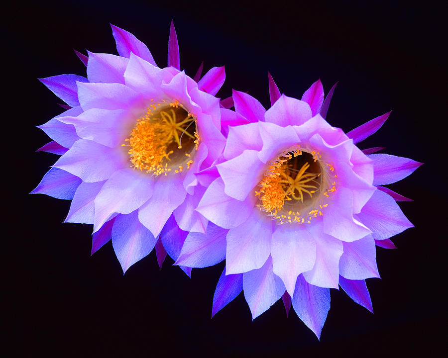 Hedgehog Cactus Flower Photograph by Frank Houck