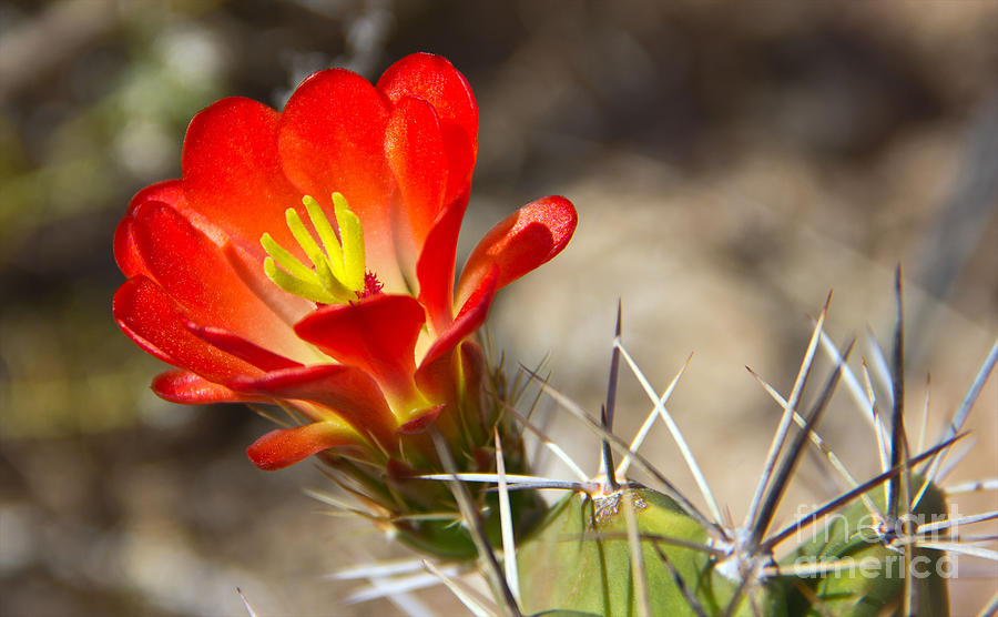 Hedgehog Cactus Flower Photograph by Kelly Holm