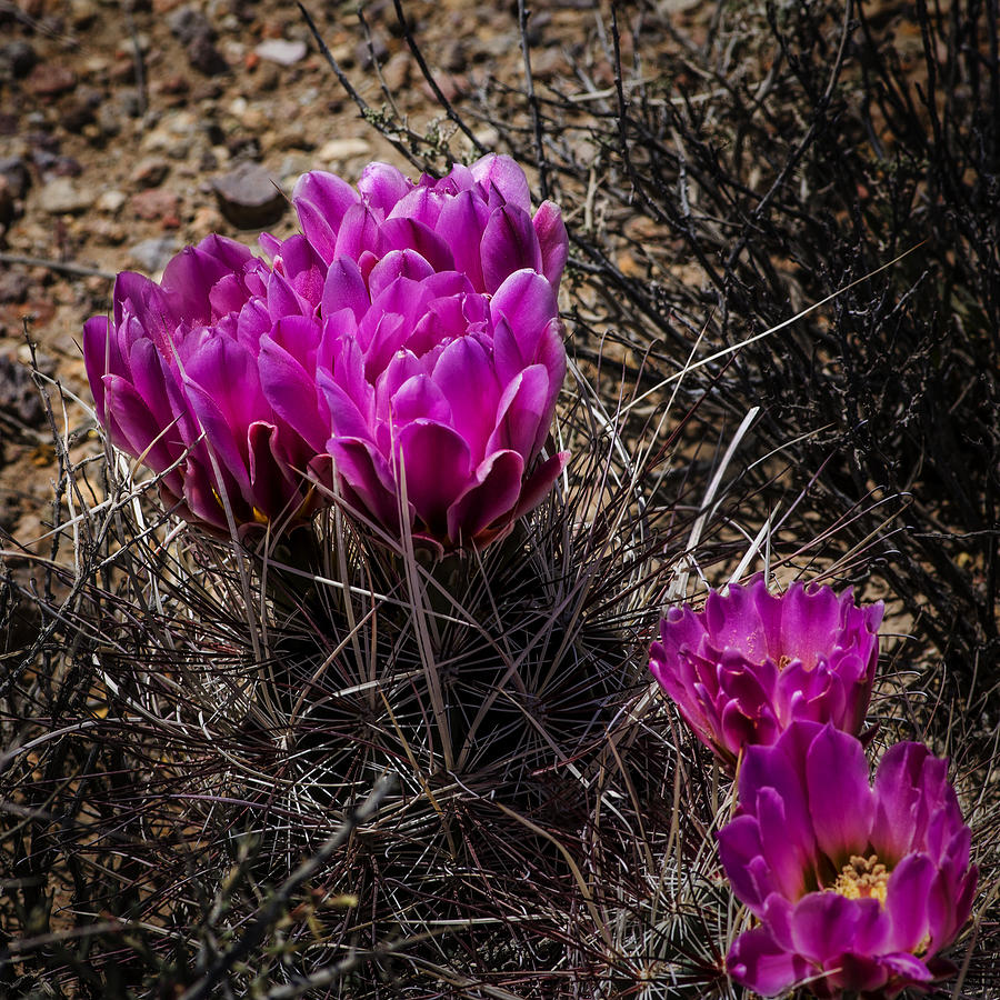 Hedgehog Cactus Flower Photograph by Phil Cardamone
