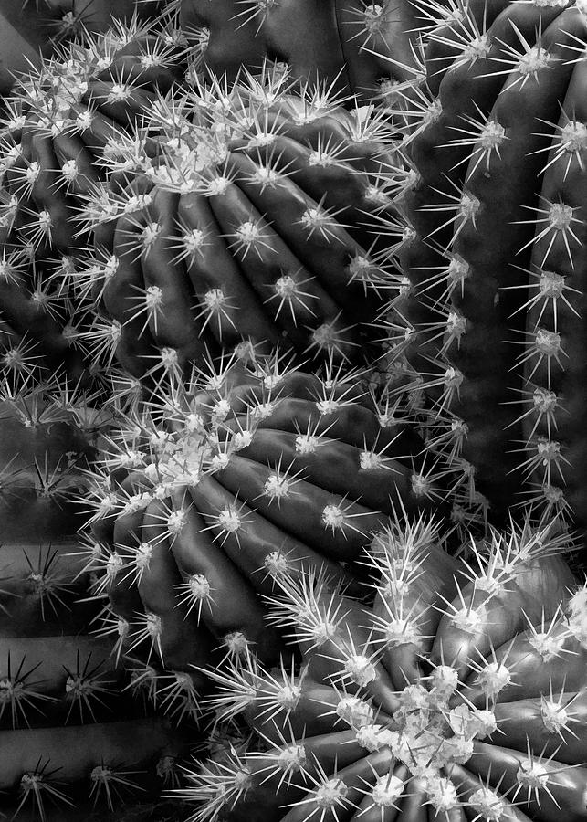 Hedgehog cactus in black and white Photograph by Ram Vasudev