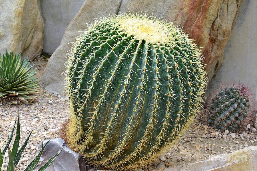 Hedgehog Cactus by James Fannin Hedgehog Cactus by James Fannin