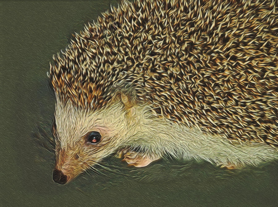 Hedgehog Digital Art by Ernest Echols