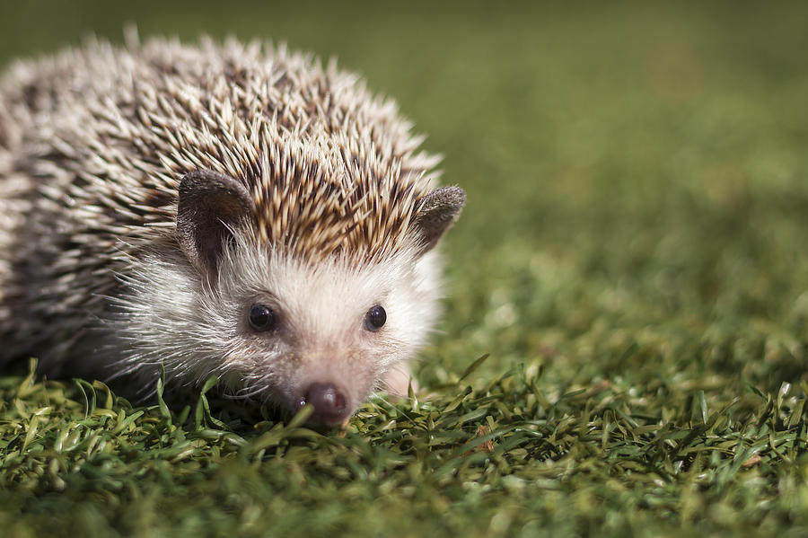 Hedgehog Photograph by Hernan Bua