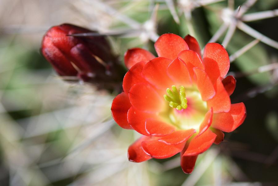 Hedgehog in Bloom Photograph by Erin Redding - Fine Art America