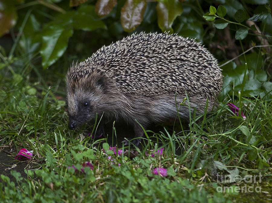 Hedgehog In Sweden Photograph by Per-Olov Eriksson