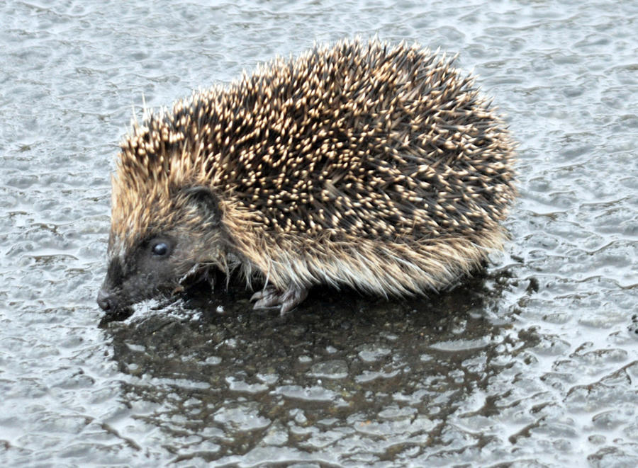 Hedgehog Photograph by John Hughes
