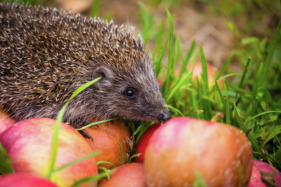 Hedgehog on aplles in nature view Photograph by Brch Photography