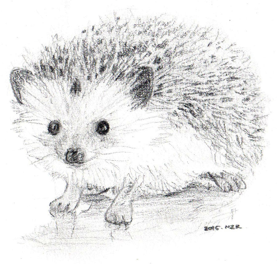 Hedgehog On Pencil Drawing by Zarah Runtukahu