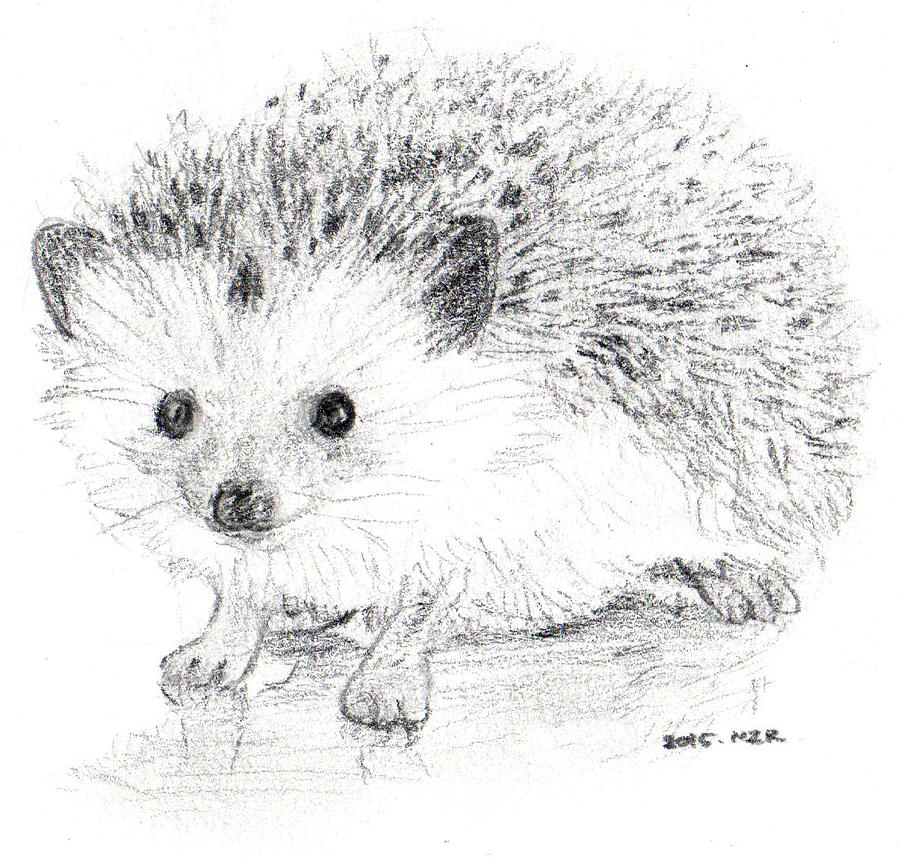 How To Draw A Hedgehog Realistic Drawings Animal Draw vrogue.co