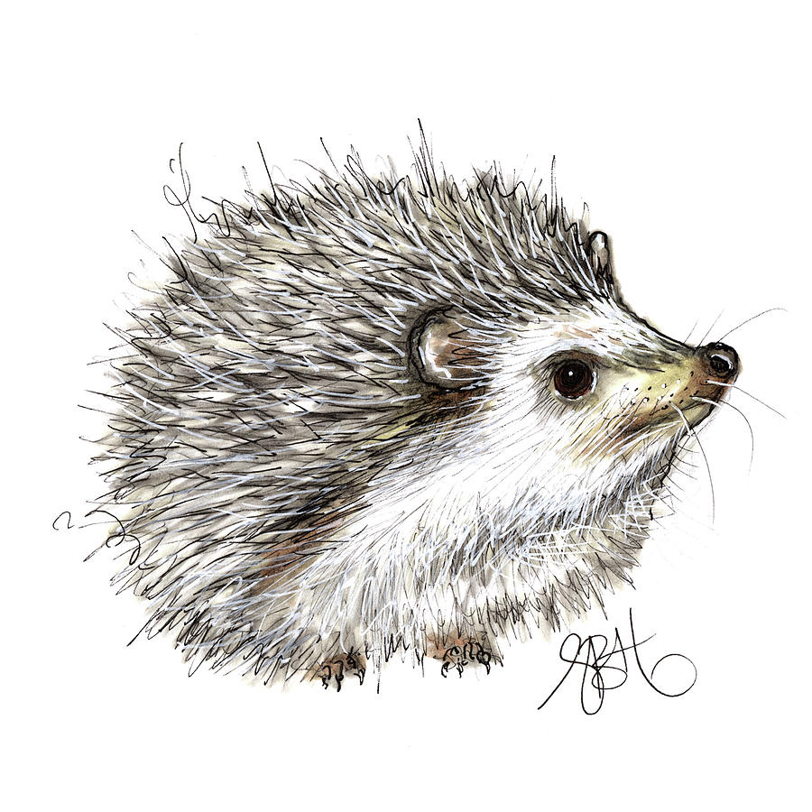 Hedgehog Drawing by Sally Huntington