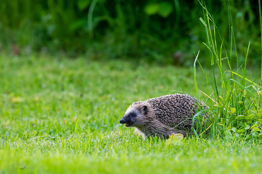 Hedgehog Photograph by Torbjorn Swenelius