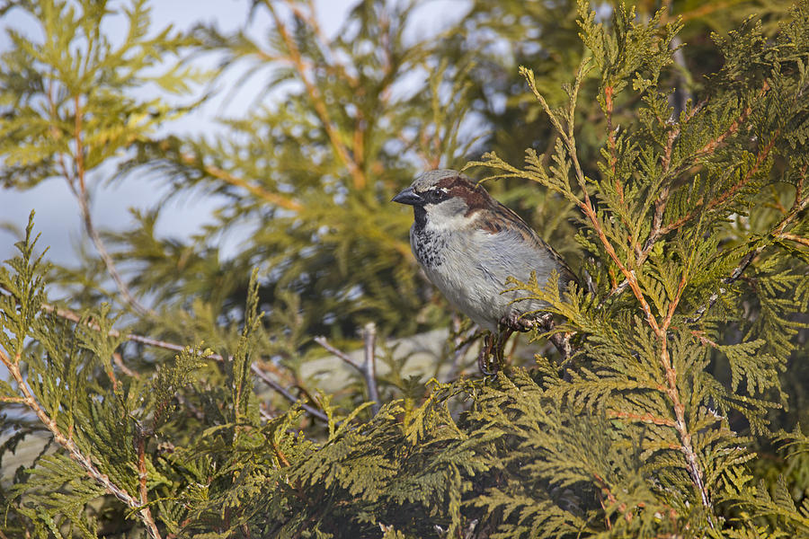Sparrow Photograph - Hedging his bets - House Sparrow - Passer domesticus by Spencer Bush