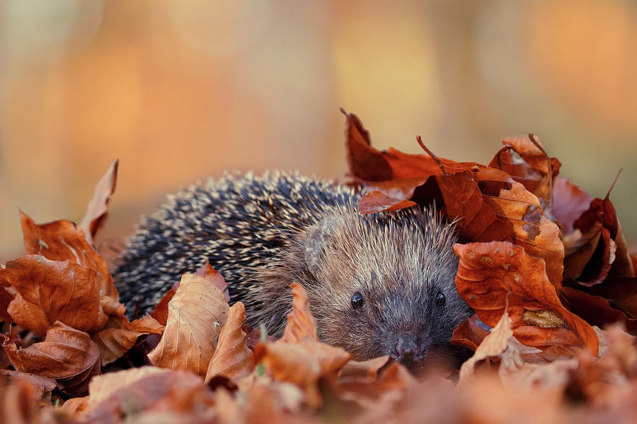 Animal Photograph - Hedgehog Hiding #2 by Roeselien Raimond