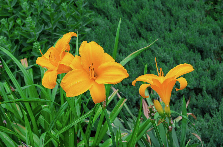 Hegemone, The Greek Goddess Of Plants Photograph by Bijan Pirnia