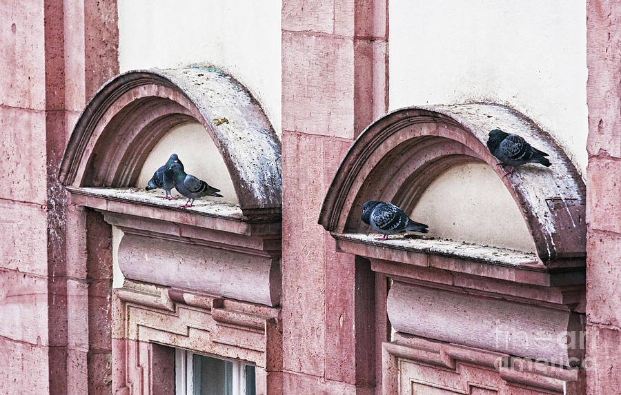 Heidelberg Pigeons Photograph by Tatiana Travelways