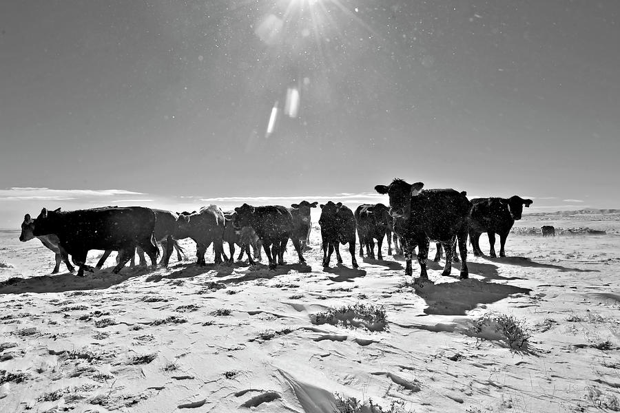 Cow Photograph - Heifers in the Snow by Amanda Smith