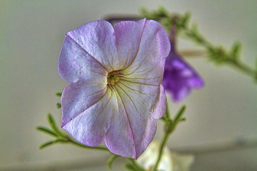 Heirloom Petunia Photograph by Alana Thrower