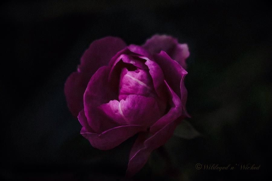Heirloom Rose Photograph by Brenda Wilcox aka Wildeyed n Wicked