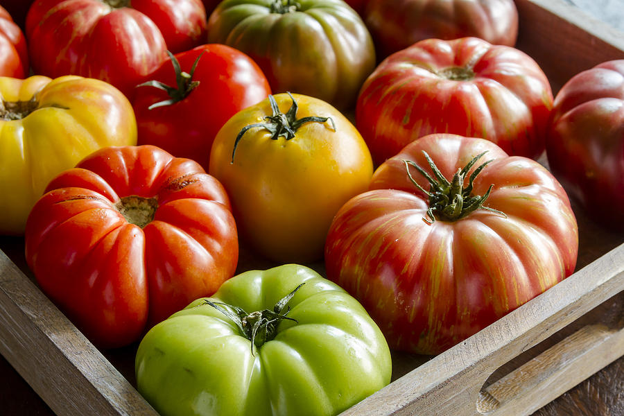 Heirloom Tomato Harvest Photograph by Teri Virbickis