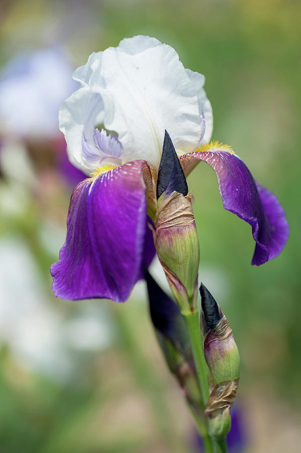 Helen Collingwood 1.  The Beauty of Irises Photograph by Jenny Rainbow