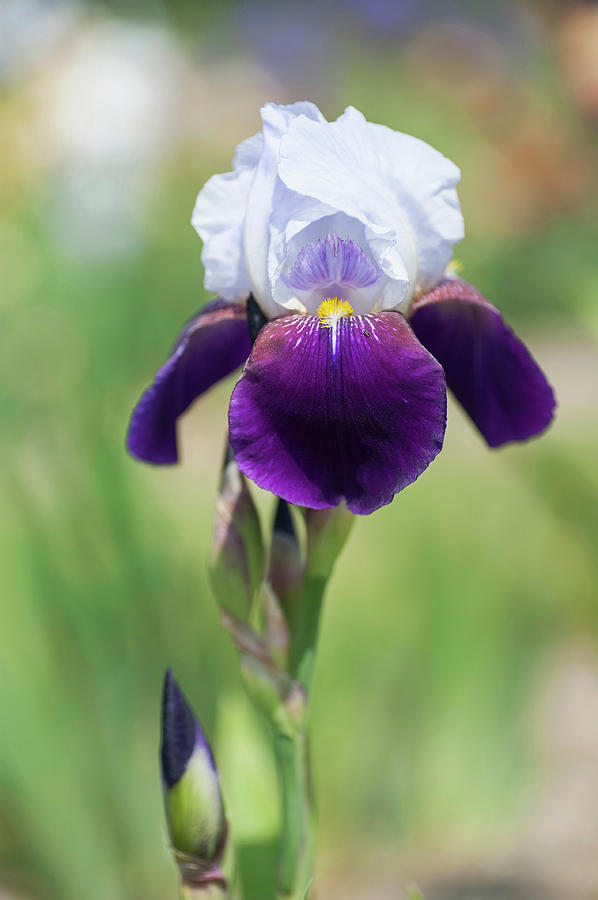 Helen Collingwood. The Beauty of Irises Photograph by Jenny Rainbow