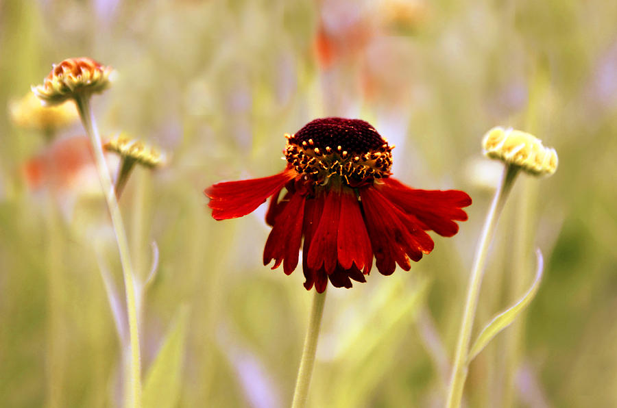 Flower Photograph - Helenium Dance by Jessica Jenney