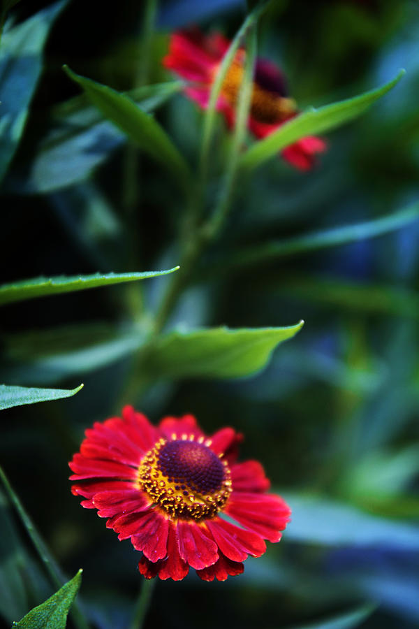 Helenium in Bloom Photograph by Jessica Jenney