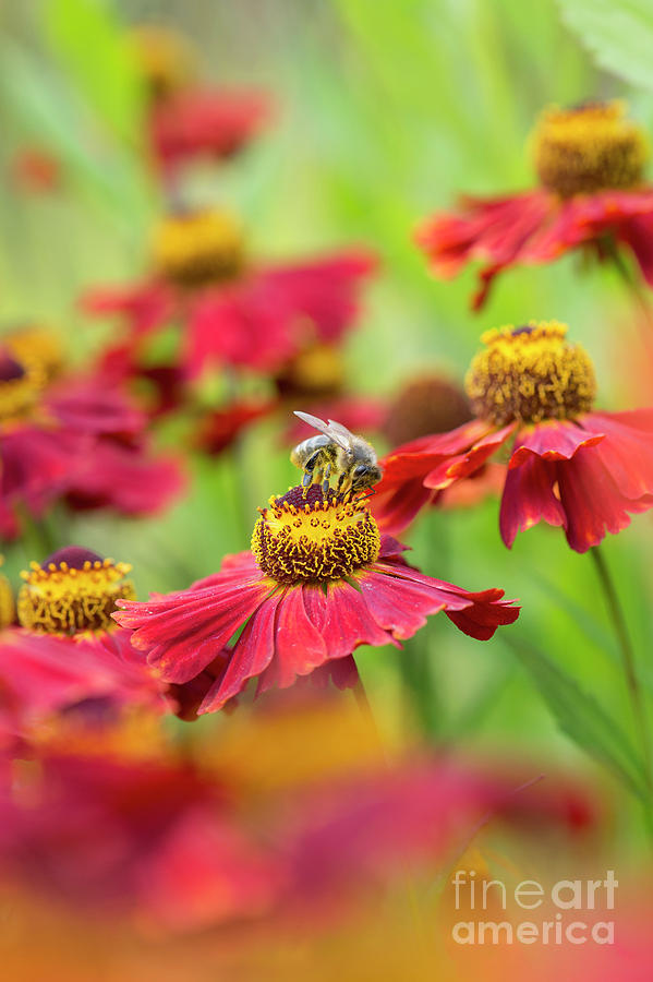 Helenium Moerheim Beauty and Honey Bee Photograph by Tim Gainey