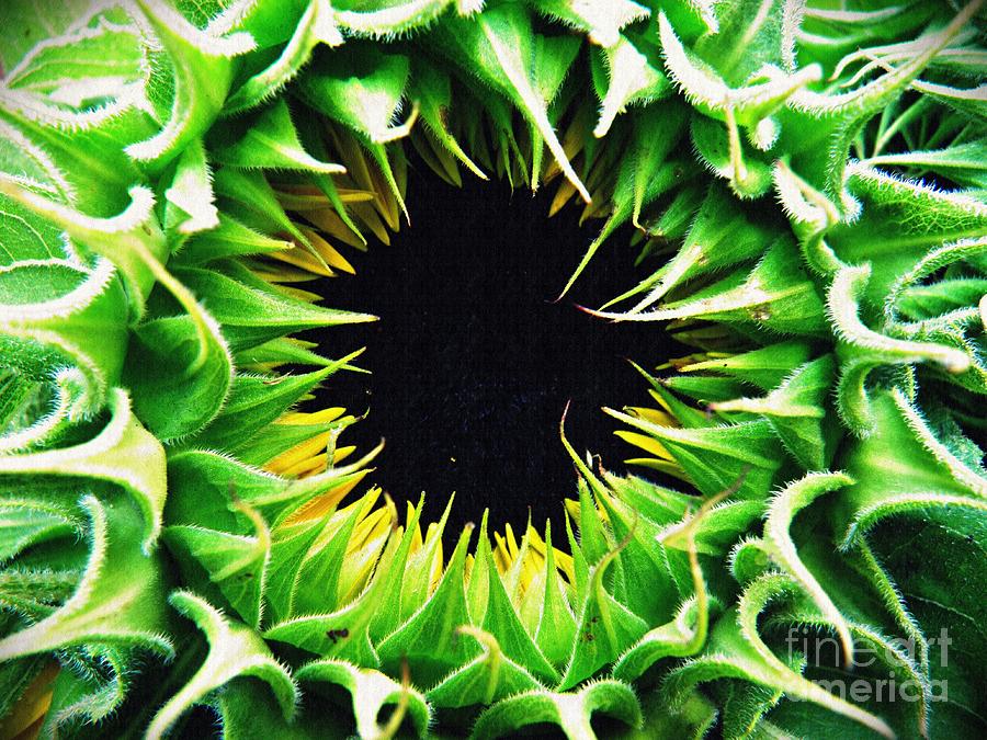 Sunflower Photograph - Helianthus                           by Sarah Loft