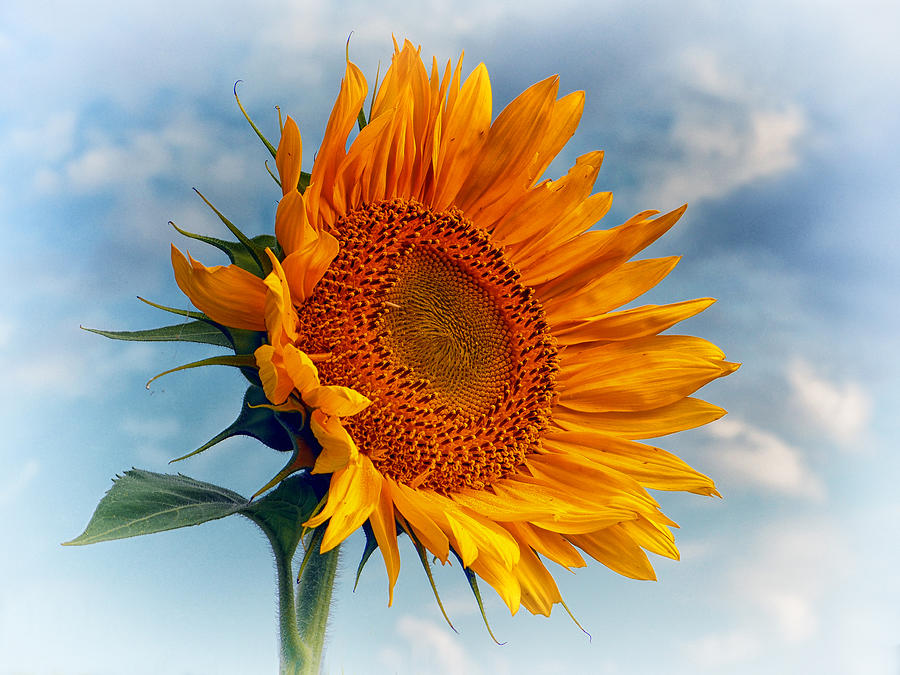Helianthus annuus Greeting the Sun Photograph by Bill Swartwout