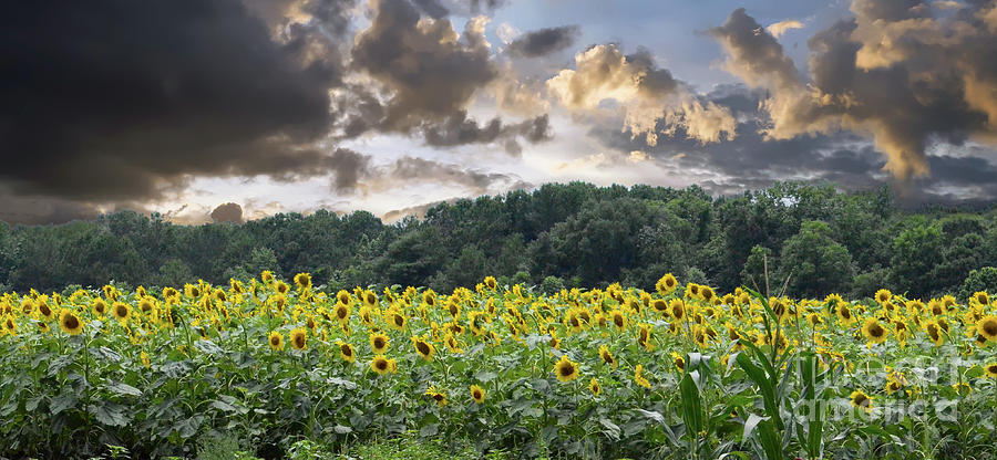 Helianthus Photograph by Dale Powell