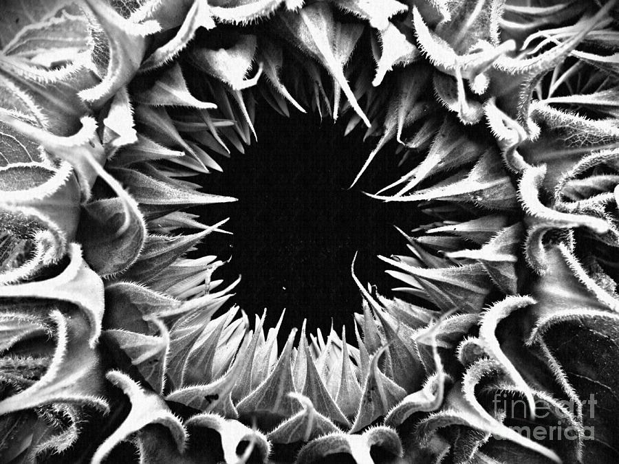 Sunflower Photograph - Helianthus Monochrome by Sarah Loft
