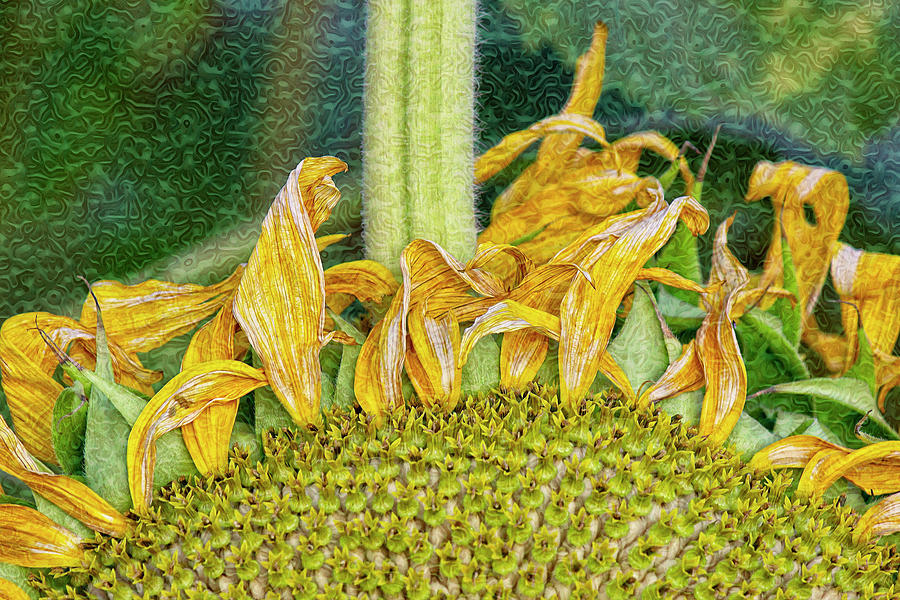 Helianthus Swirlifloris Digital Art by Becky Titus