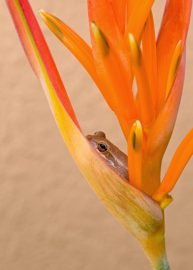 Heliconia and Frog Photograph by Steven Sparks
