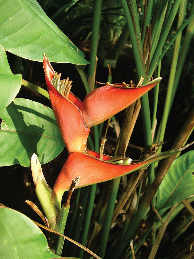 Heliconia Bihai Photograph by Peter Antos