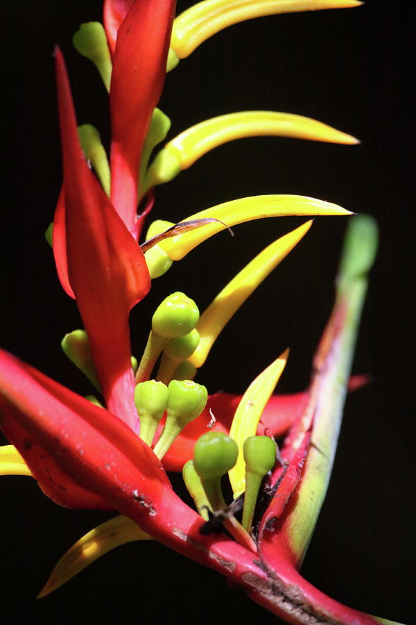 Heliconia  Photograph by Bruce J Robinson