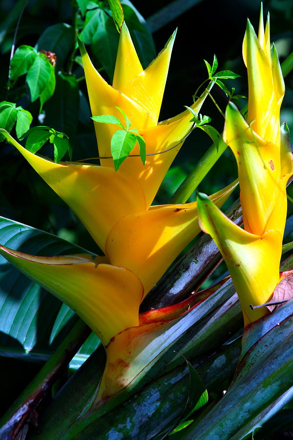 Heliconia Caribea Gold Photograph by Karon Melillo DeVega