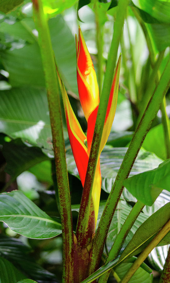 Heliconia Photograph By Debra Casey - Fine Art America