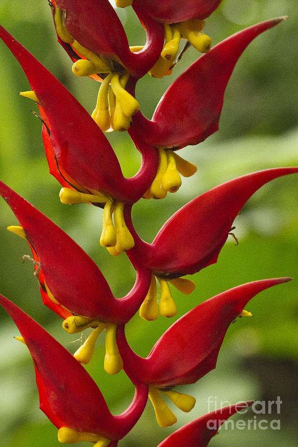 Heliconia dielsiana Photograph by Heiko Koehrer-Wagner
