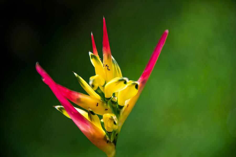 Heliconia Photograph by Ed McDermott